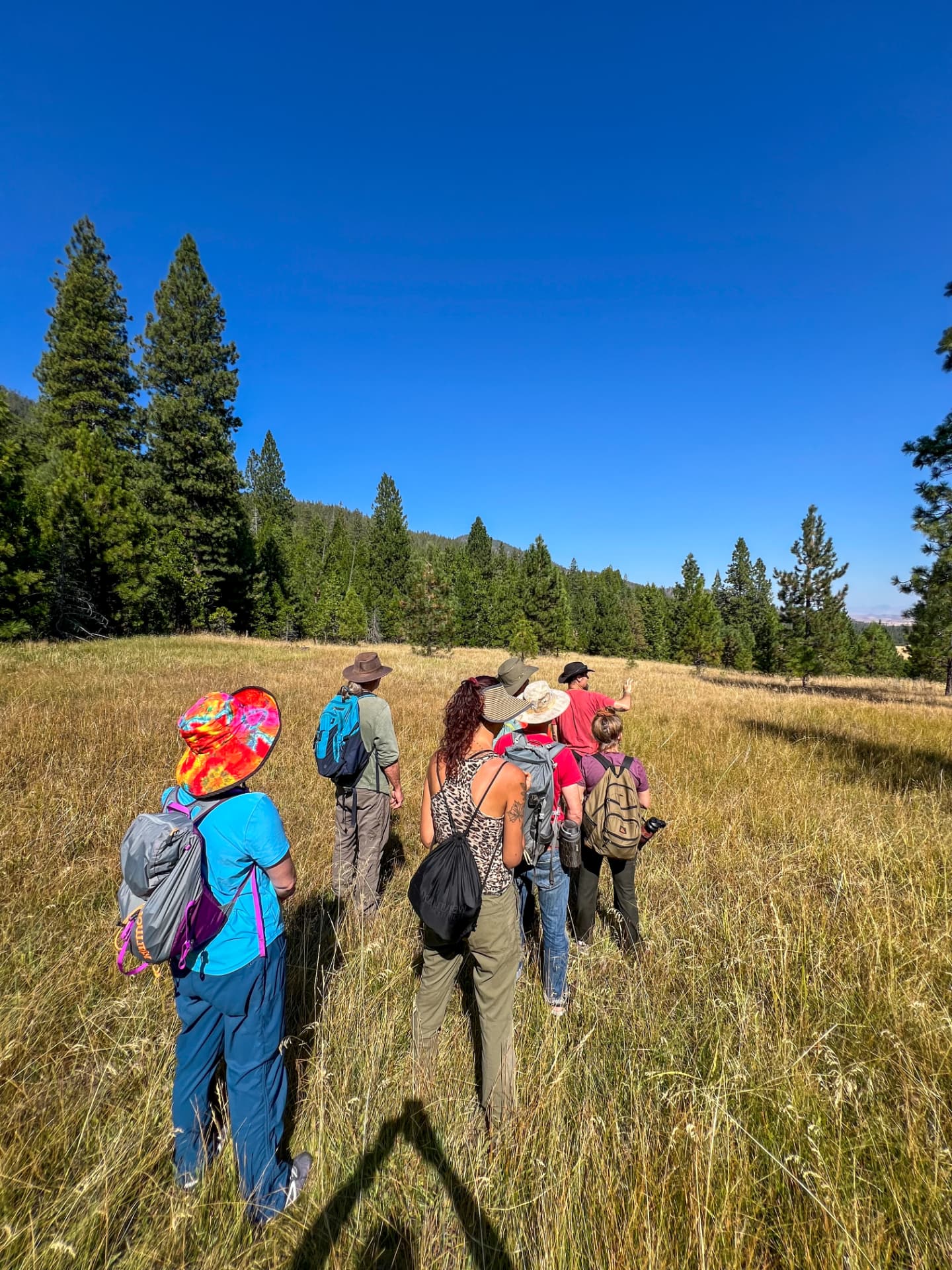 A group walking through a mountain meadow toward the tree line